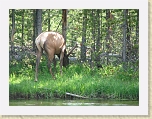 Wyoming2008 554 * Moose or elk? * Moose or elk? * 2816 x 2112 * (4.95MB)